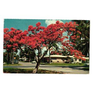 Vintage Florida Royal Poinciana Tree Postcard 1950s Clearwater To Palm Beach